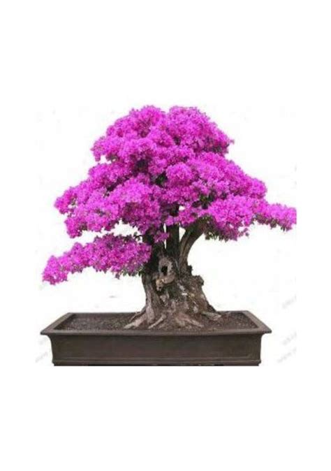 erguvan ağacı bonsai